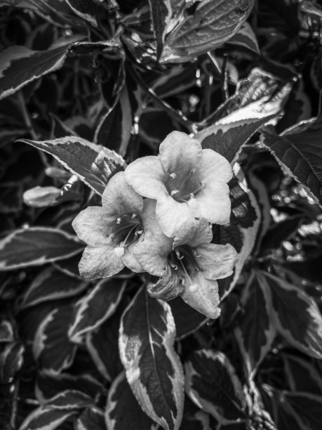 在Threes(黑色和白色)图片下载