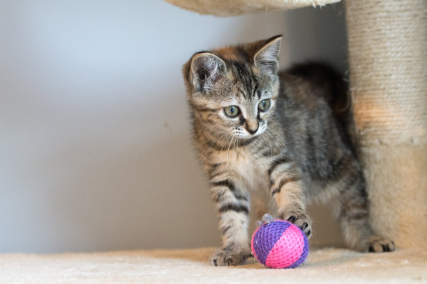 可爱的小猫玩球图片下载