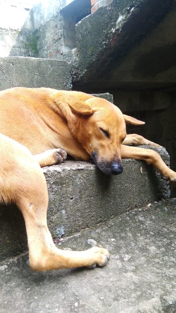 一只狗在树上睡觉的照片图片下载