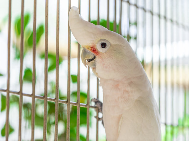 坦巴科雷拉(Cacatua goffiniana)也被称为Goffin“u2019凤头鹦鹉或脸红凤头鹦鹉，是一种凤头鹦鹉特有的森林Yamdena图片下载