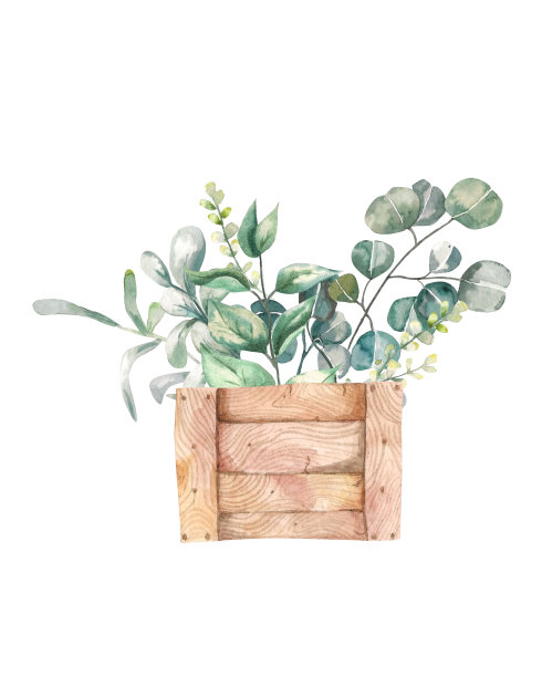 水彩插图。木盒里一束桉树和绿色的树枝图片下载