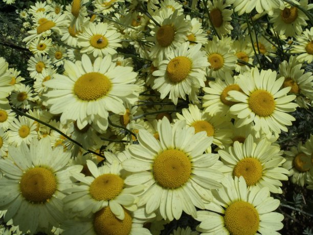 威尔士花园黄色雏菊的特写图片下载