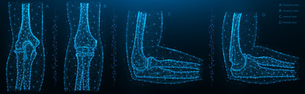肘关节后、前、侧、内侧视图蓝色多边形图。图片下载