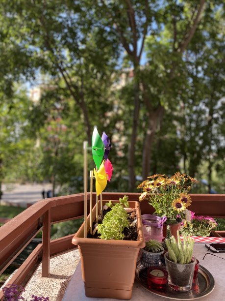 阳台上的桌子上放着各种各样的花和风玫瑰图片下载