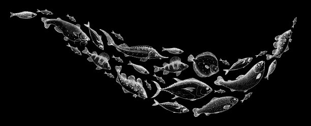 鱼类素描合集，手绘矢量插画，鱼群矢量插画，食物菜单插画，手绘鱼类合集，雕刻风格，海鱼和河鱼图片下载
