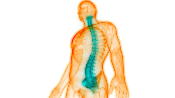 人体骨骼系统解剖学的脊髓和脊柱图片下载