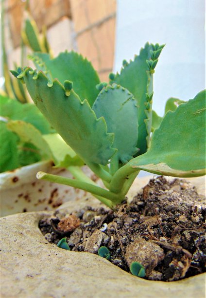 来自花园的肉质植物图片下载