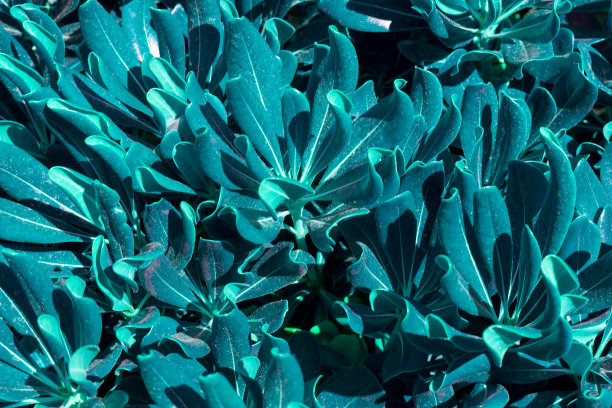 草本背景为淡蓝色调，由嫩叶多肉的植物制成。生态背景与复制空间图片下载