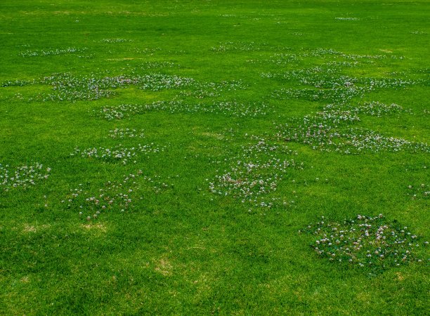 背景-绿色的草坪上有一些三叶草花图片下载