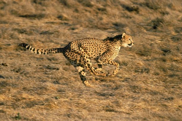 肯尼亚马赛马拉公园，猎豹，朱鹮，成年奔跑图片下载