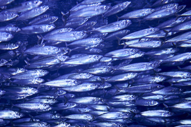 深海鱼群图片下载