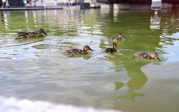 小鸭子一家和他们的妈妈一起度过成长的时光。鸟在公园的湖上游泳。设计素材照片图片下载