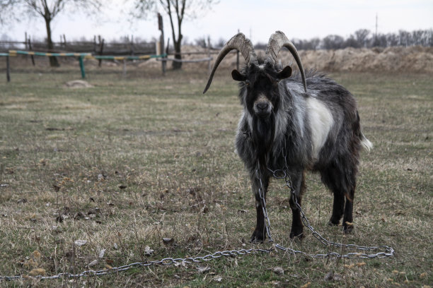 村里农场里的山羊，背景是绿色的牧场。这种动物在夏秋两季吃草。图片背景图片下载