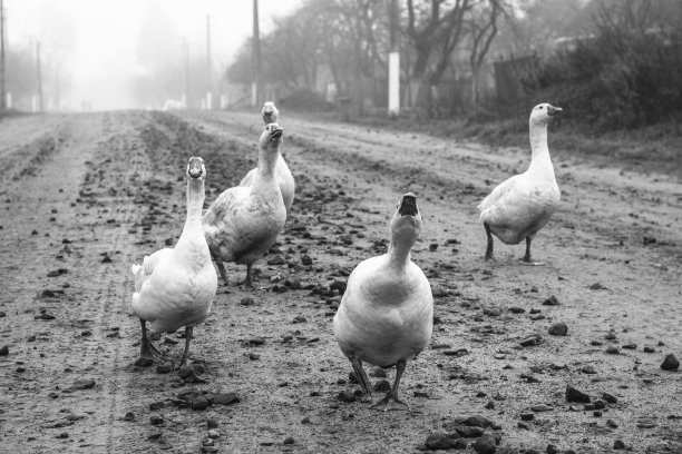 公园里的鹅以湖和路为背景。农场动物或牧场。关于背景的库存图片图片下载
