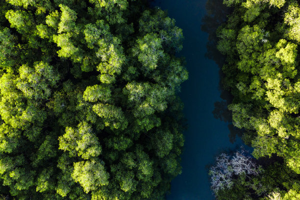 鸟瞰图从飞行的无人机绿树和植物在红树林与河流在亚洲图片下载