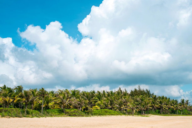 海岸边有成排的椰子树。图片下载