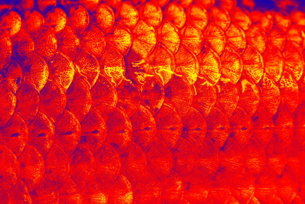 红色的鲫鱼鳞片。图片下载