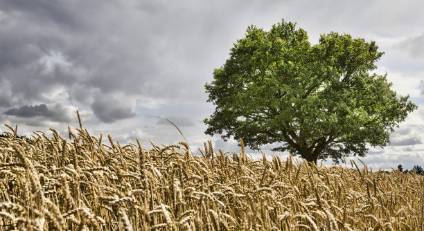 田野里孤独的橡树图片下载
