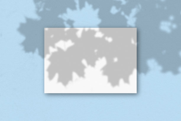 一张水平A4纸白色纹理纸在蓝色的墙壁背景。模型覆盖的植物阴影。自然光在外来植物上投下阴影。水平方向图片下载