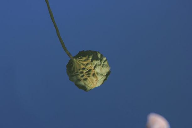 公园水上荷花的特写。图片下载