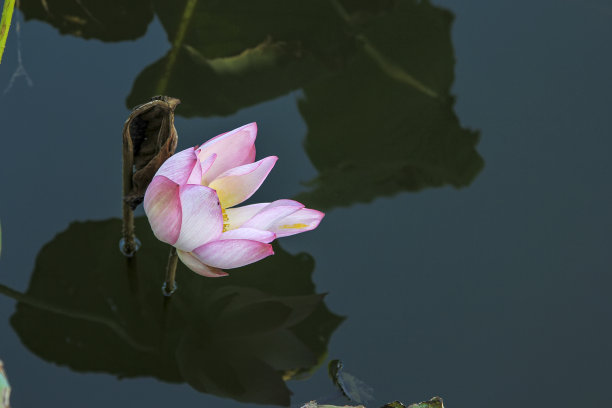 公园水上荷花的特写。图片下载