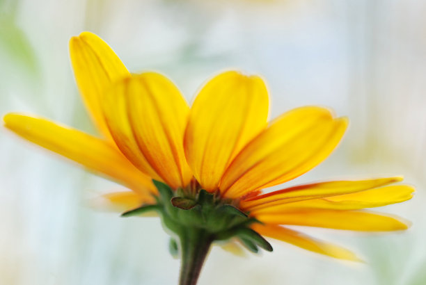 不寻常的,但美丽的图片下载