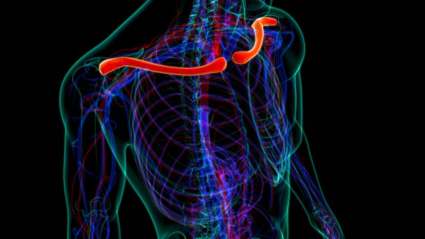人类骨骼解剖锁骨3D渲染图片下载