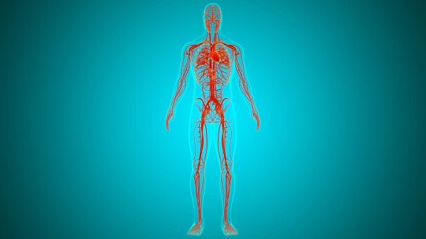 人体心脏与循环系统解剖医学概念3D图片下载