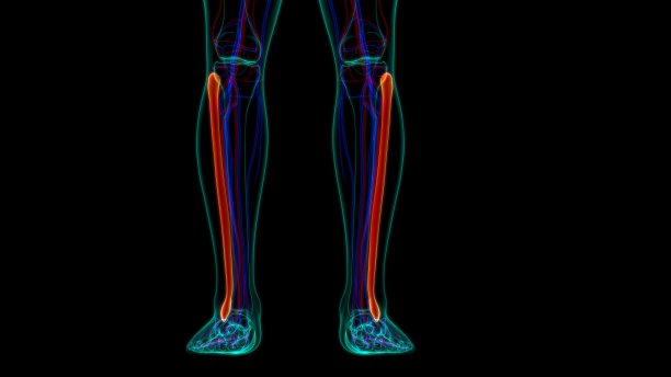 人体骨骼解剖腓骨骨3D渲染图片下载