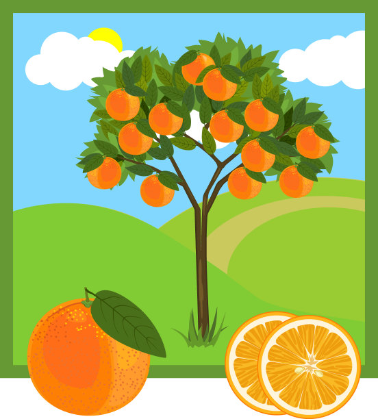 卡通橘子树，成熟的橘子和绿色的叶子图片下载