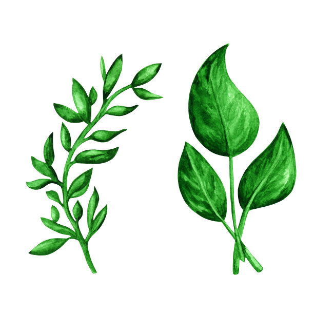 水彩绿色植物，枝叶图片下载