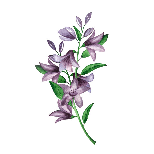 水彩钟花素材图片