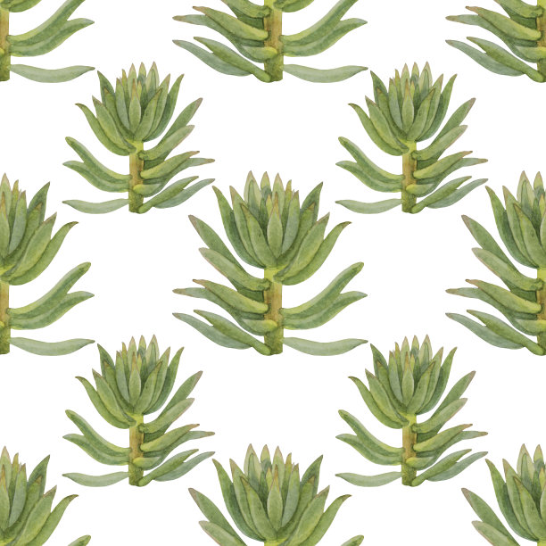 无缝模式水彩手绘绿色肉质子叶家植物在白色的背景图片下载