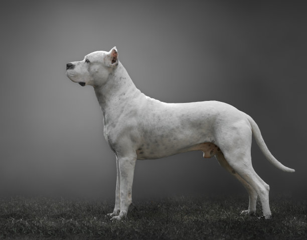 带有灰色背景的白色阿根廷猎犬图片下载