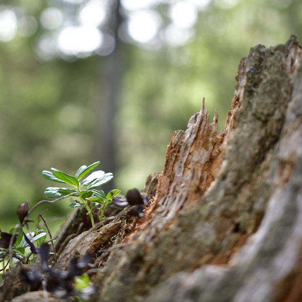 一株枯死的冷杉树干和一株新的蓝莓植物的对比图片下载