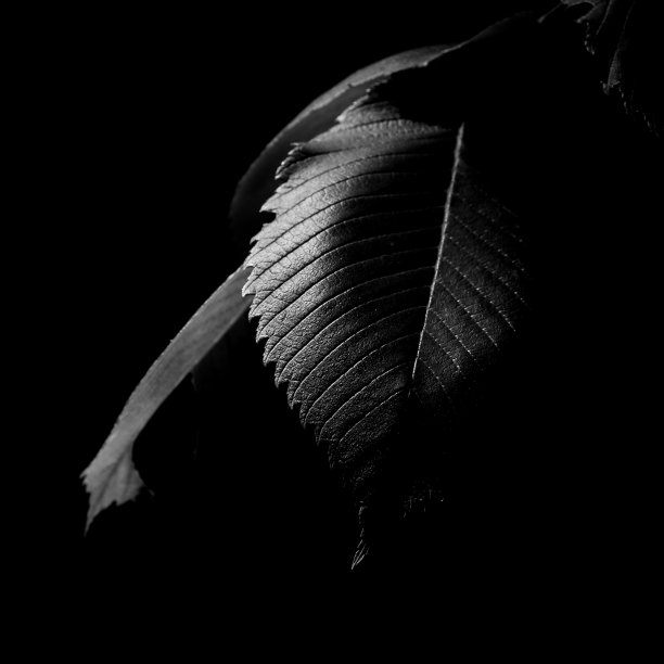 黑色和白色的图像的树叶在阴影。图片下载