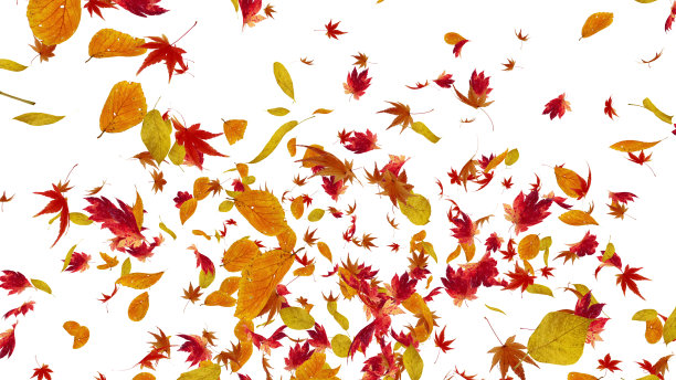 秋叶飞扬的叶子3D插图背景图片下载