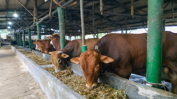 笼里的牛图片下载