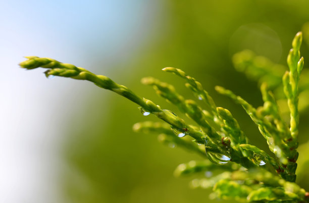雨滴在Thuja树枝近。素材图片
