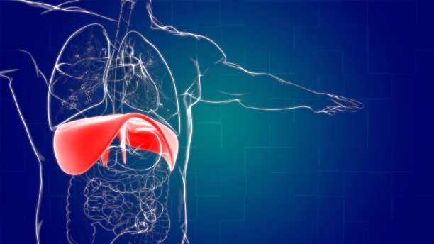 医用概念三维渲染的膈肌人体呼吸系统解剖图片下载