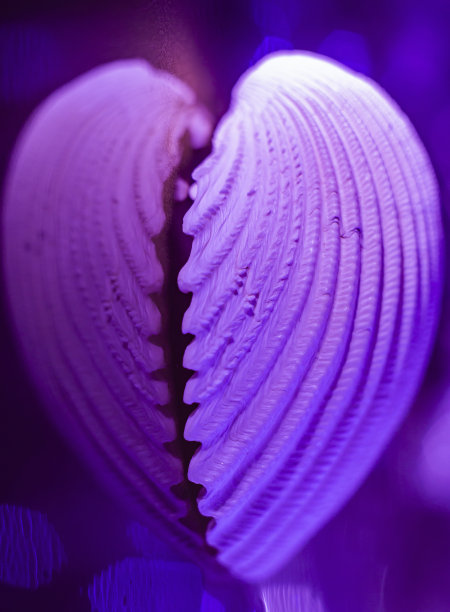 浪漫的心图片下载