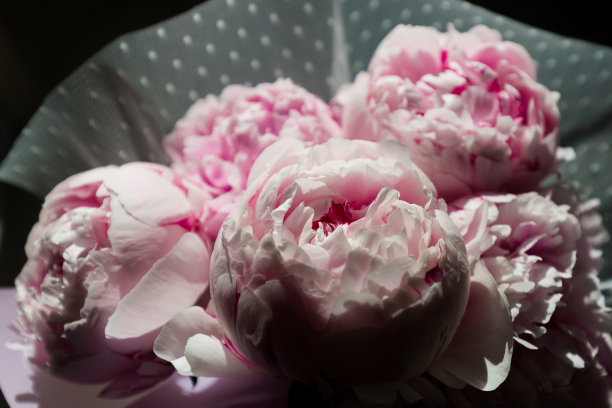 鲜花卡片。花牡丹背景，牡丹花束图片下载