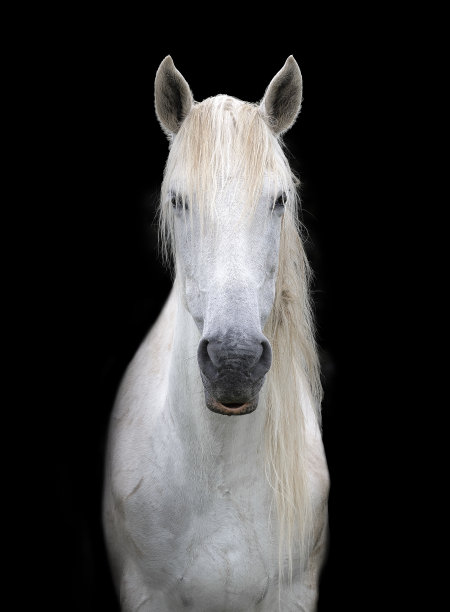 黑色背景的黑马的头像图片下载