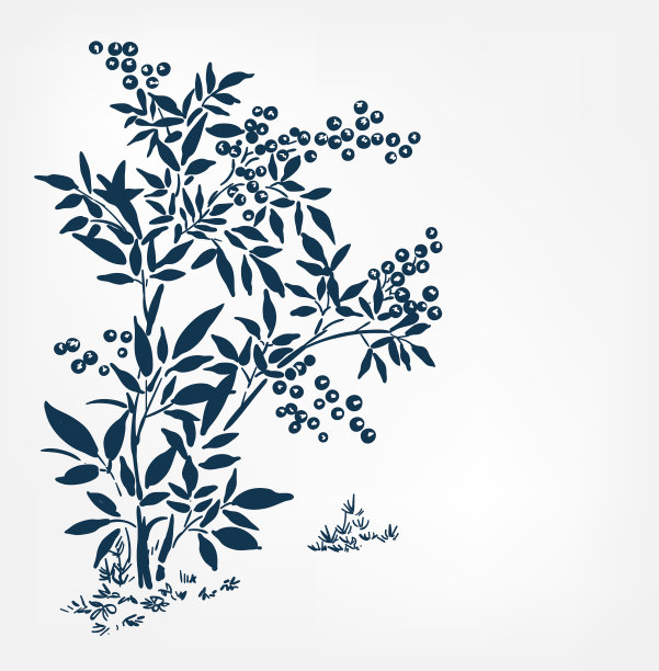 沙棘金银花水墨写生日文图片下载