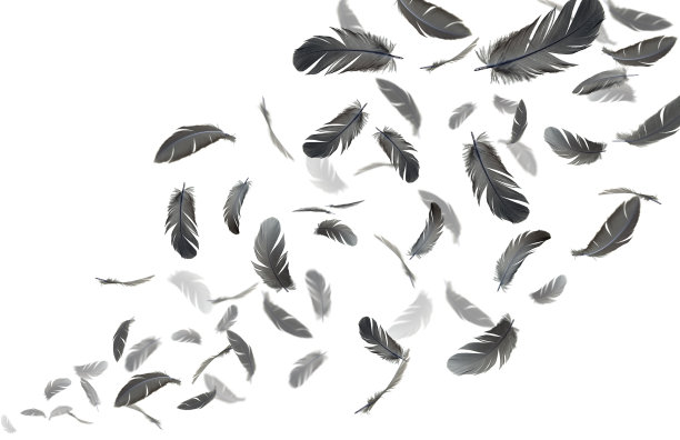 一群黑色的鸟羽毛漂浮在空中。白色背景上的羽毛抽象。图片下载