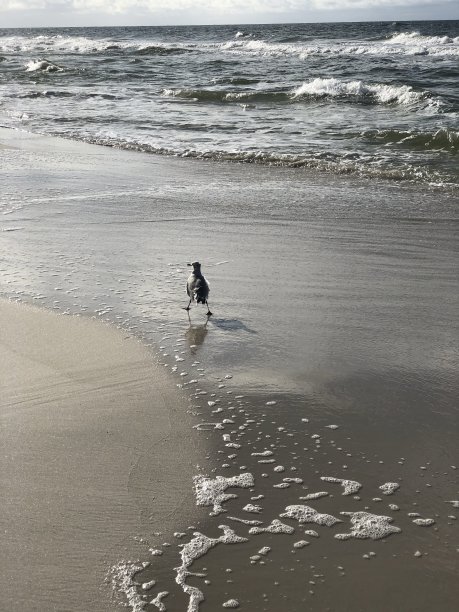 后一只海鸥图片下载