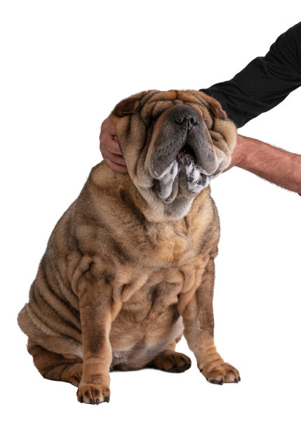 老沙皮(12岁)在演戏图片下载