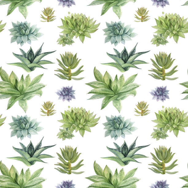 无缝图案水彩手绘绿色肉质海棠、芦荟、木犀草家栽上白色图片下载