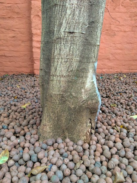 树干的树图片下载