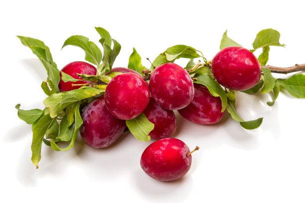 枝上成熟的李子图片下载